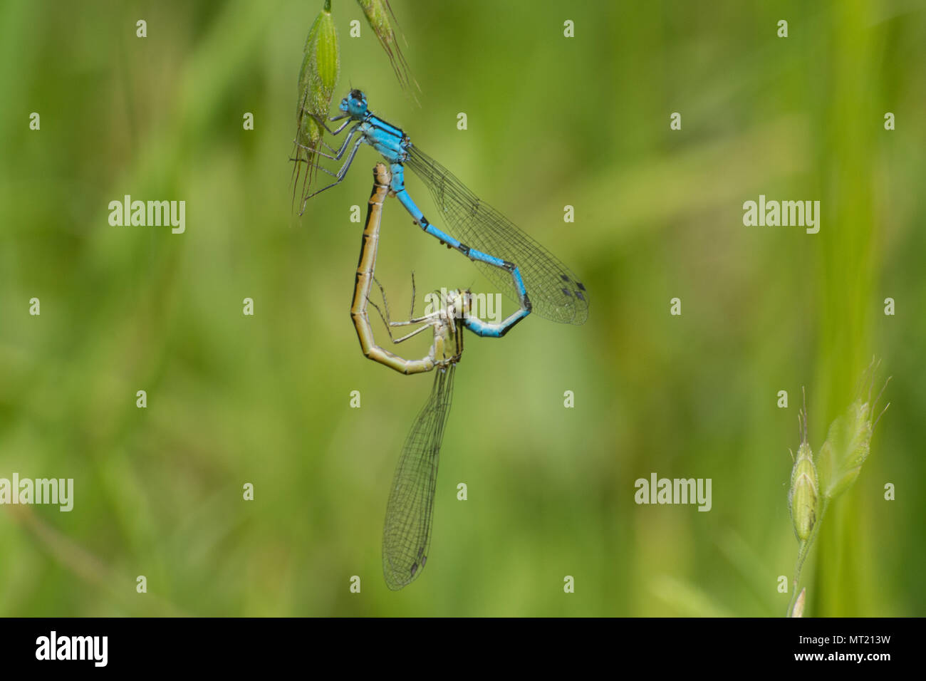 Coniugata coppia di comune damselflies blu (Enallagma cyathigerum) Foto Stock