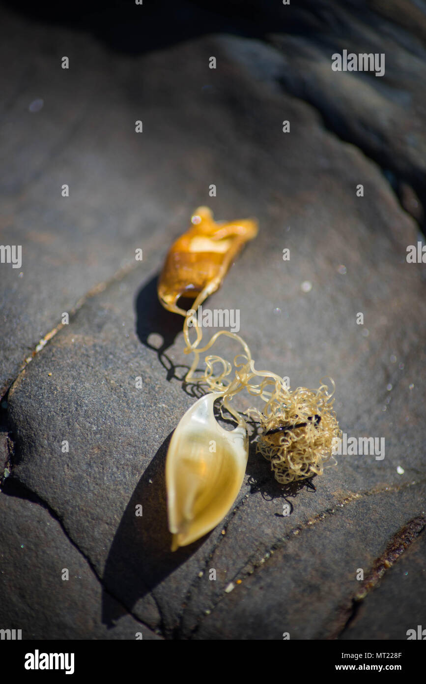 Sirene purse secco colore seashore Foto Stock