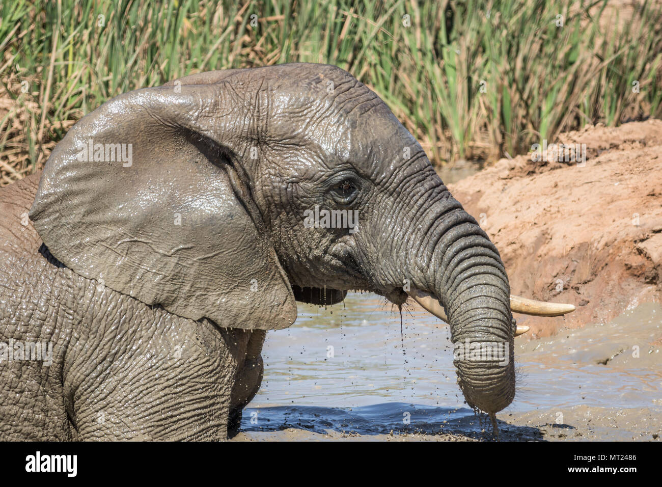Elephant acqua potabile. Foto Stock