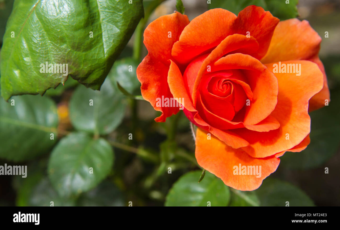 Primo piano di un giallo arancione Sunblaze rose. Flower è sul lato sinistro del telaio con foglie di colore verde scuro in background Foto Stock Primo piano di un giallo arancione Sunblaze rose. Flower è sul lato sinistro del telaio con foglie di colore verde scuro in background Foto Stock