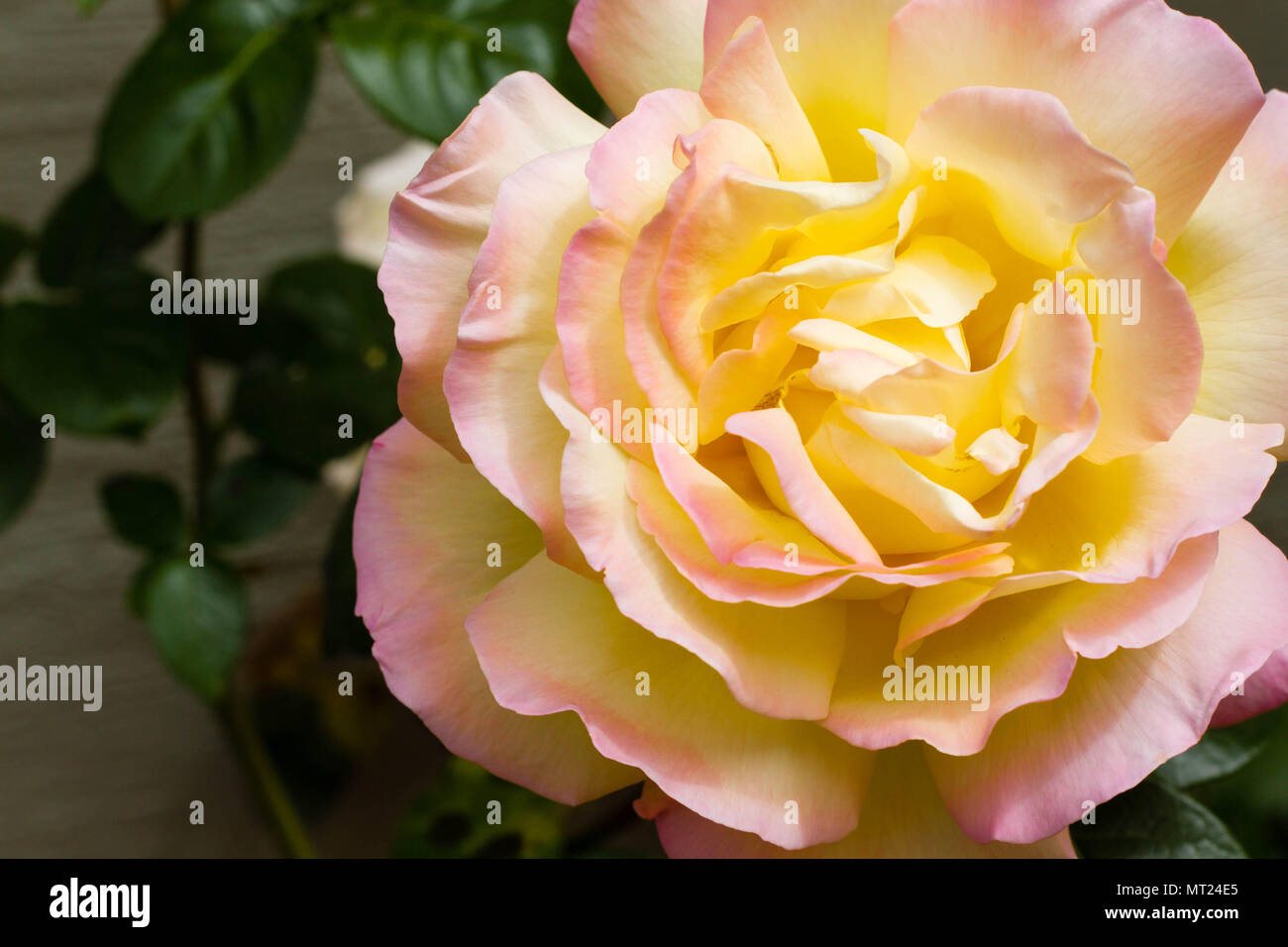 Primo piano di una rosa gialla-Rose pace, noto come Rosa Madame A. Meilland.  Il fiore