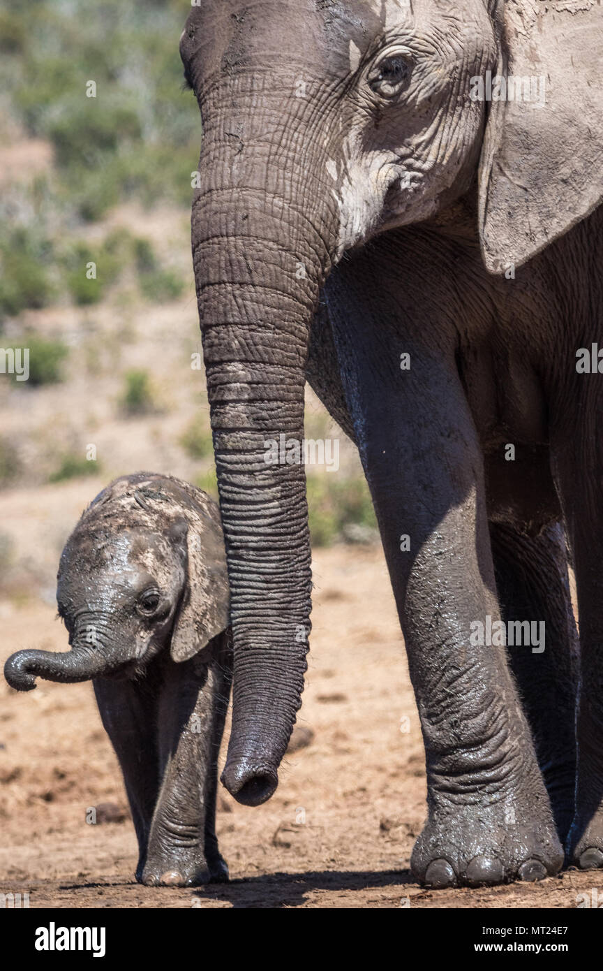 Momento di gara tra una madre elefante e il suo vitello. Foto Stock