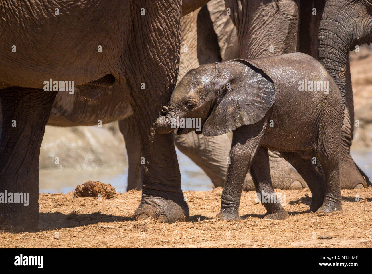 Carino baby elephant a seguito della sua madre. Foto Stock
