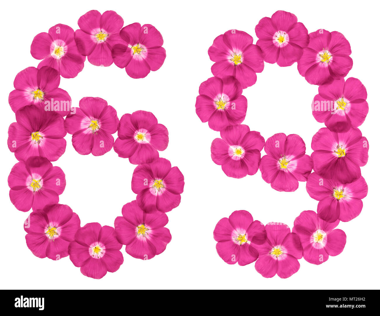 Numero arabo 69, sessanta nove, da fiori di colore rosa del lino, isolato su sfondo bianco Foto Stock