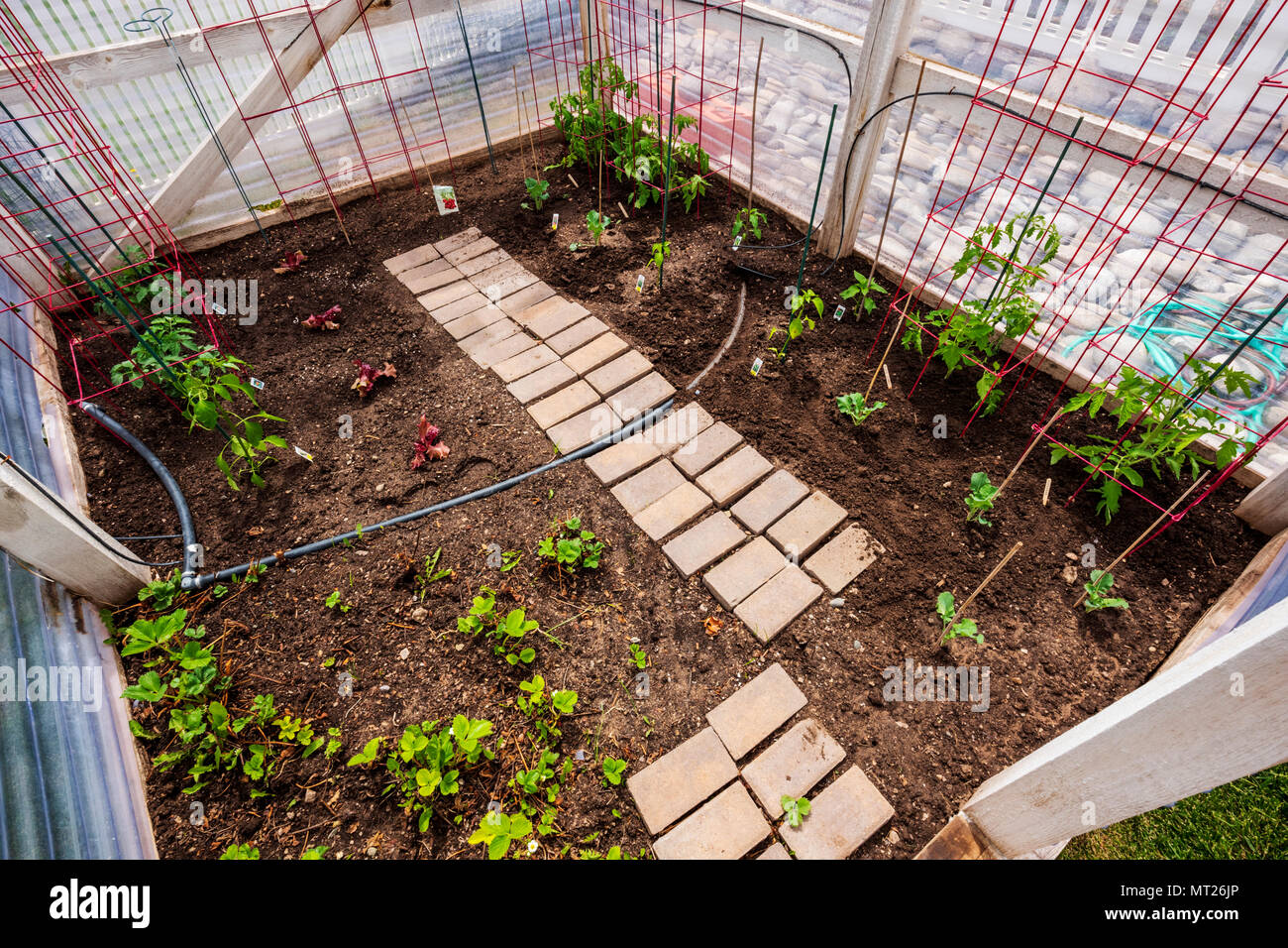 Appena piantato residenziale giardino vegetale Foto Stock