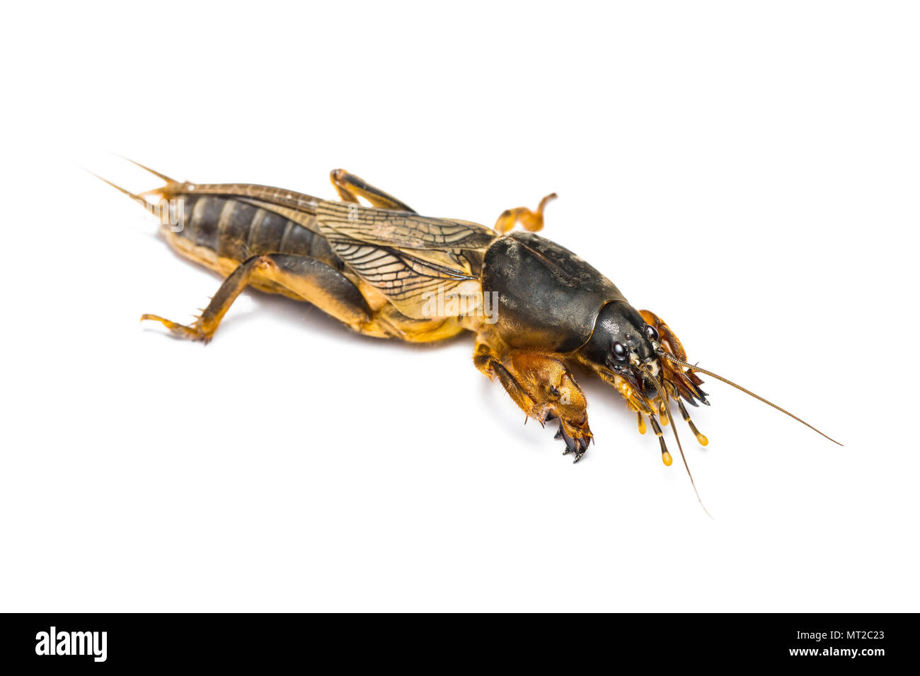 Adulto Mole Cricket Orthoptera insetto parassita isolato su bianco Foto Stock