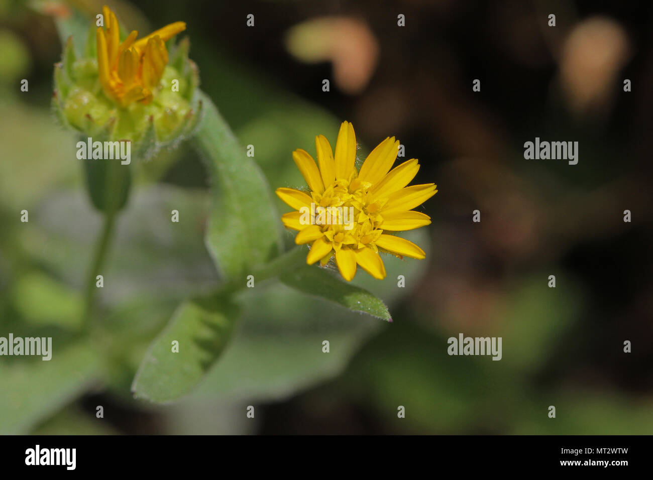 Campo o alla calendula calendula arvense fiore giallo e vicino a in un prato in Italia centrale a volte chiamato Maria è oro dopo la Vergine Maria Foto Stock