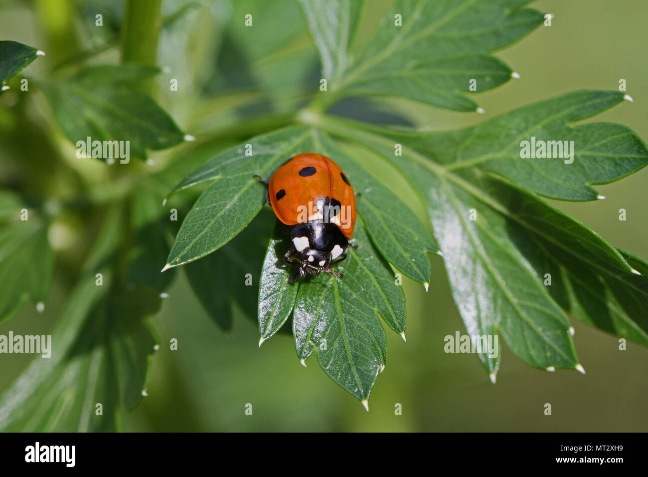 Sette spot coccinella coccinella o molto da vicino il latino coccinella 7-punctata famiglia coccinellidae strisciando su un albero verde foglia paeony latino paeonia Foto Stock