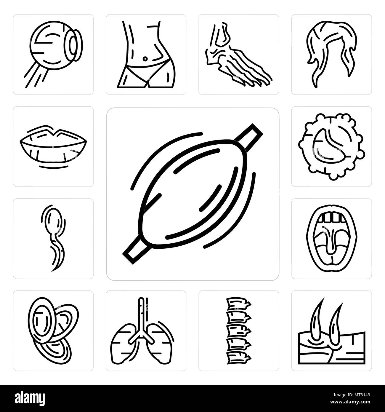 Set di 13 semplici icone modificabili come il muscolo umano, gli uomini del ginocchio, ossa della colonna vertebrale, polmoni, piatti Pila, tonsille, due spermatozoo, globuli bianchi, labbra possono Illustrazione Vettoriale