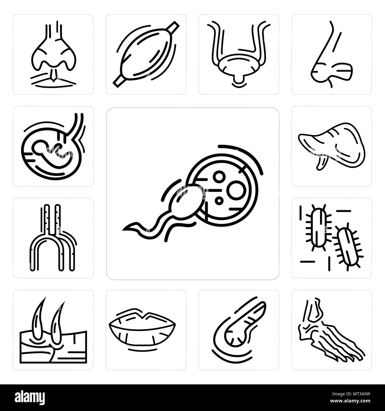 Set di 13 semplici icone modificabile come la fecondazione, ossa del piede, pancreas, labbra umane, gli uomini del ginocchio, tre batteri, arteria, il fegato, il feto può essere utilizzato fo Illustrazione Vettoriale