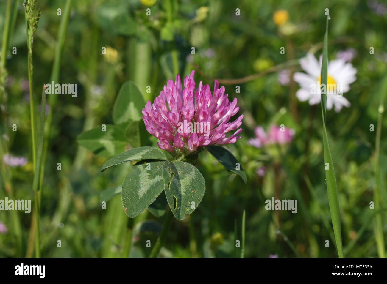 Trifoglio Di Rosa In Fiore Latino Trifolium Pratense O Campo Selvatico Trifogli In Fiore Con Foglie Variegata In Primavera In Italia Foto Stock Alamy