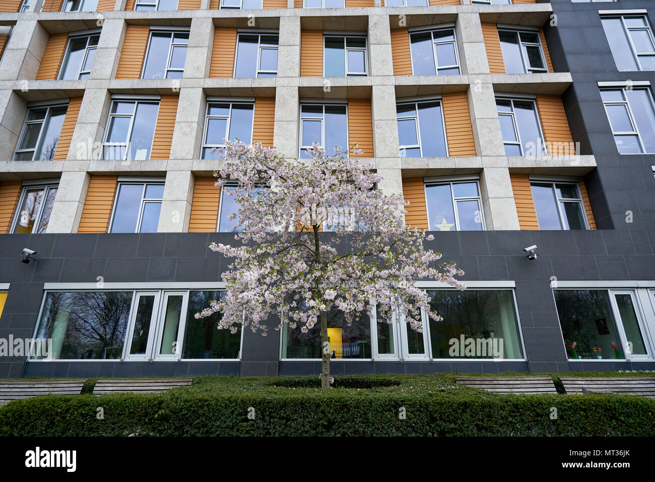 Berlino, Germania - Aprile 3, 2017: Fiore di Ciliegio albero in Berlin Foto Stock