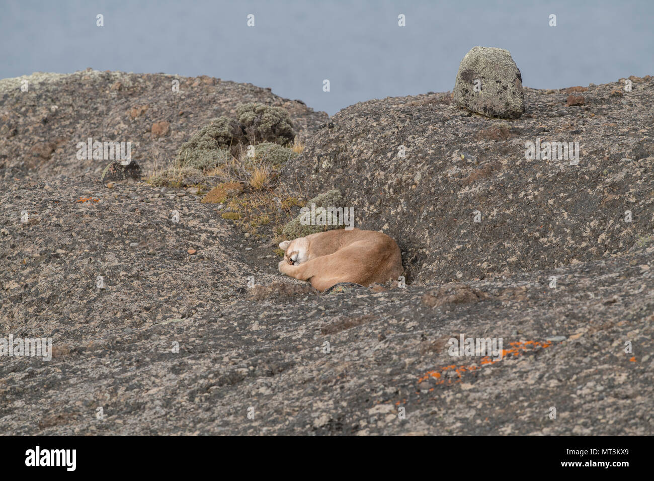 Puma selvatici in Patagonia Foto Stock