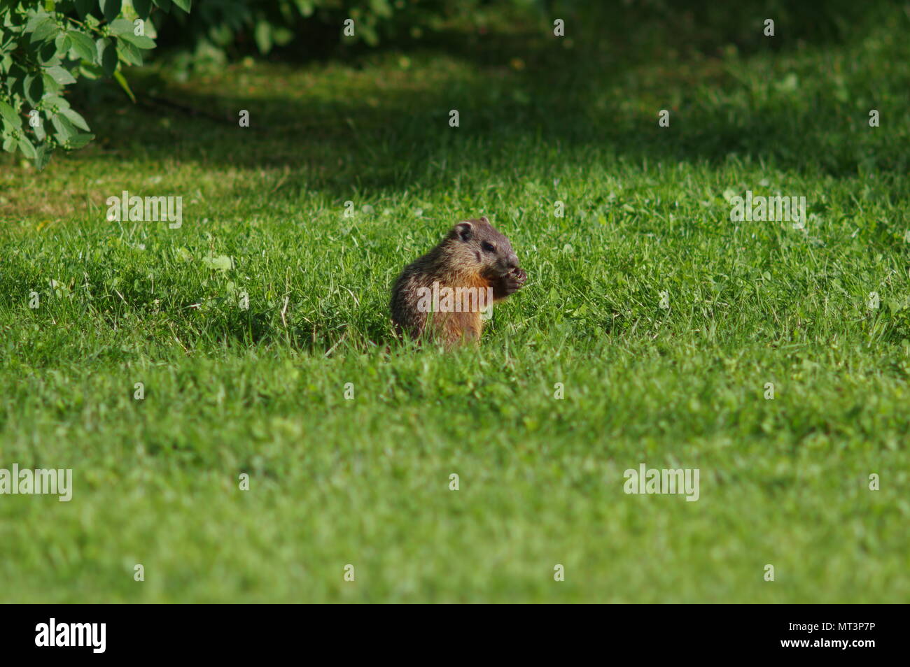 Selvatica di marmotta nordamericana Foto Stock