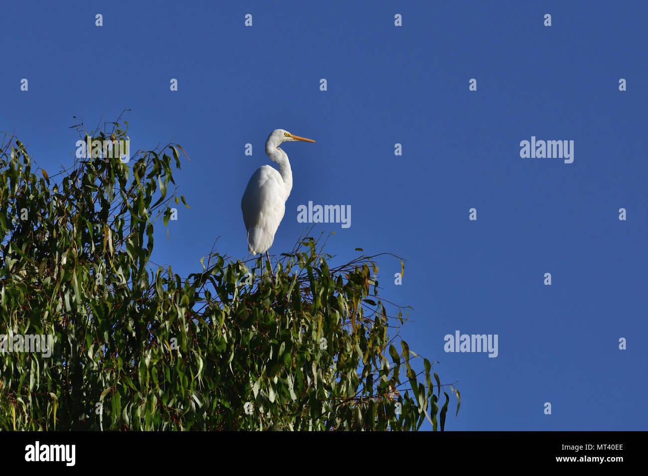 Un australiano, Brisbane Queensland nonbreeding Airone bianco maggiore, Ardea alba appoggiato in alto su un albero Foto Stock