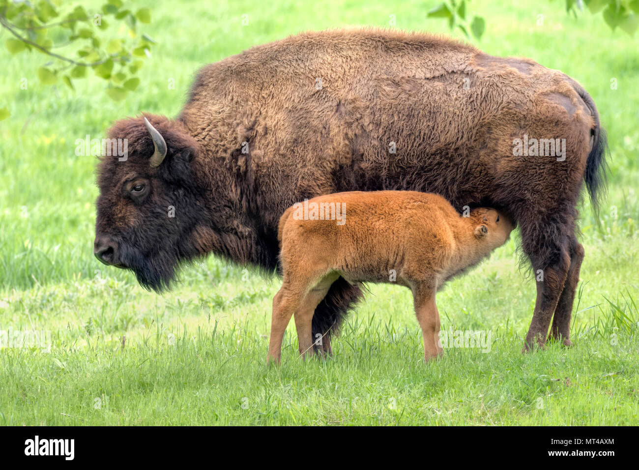 Mucca i bisonti americani (Bison bison) alimentazione di vitello, Iowa, USA Foto Stock