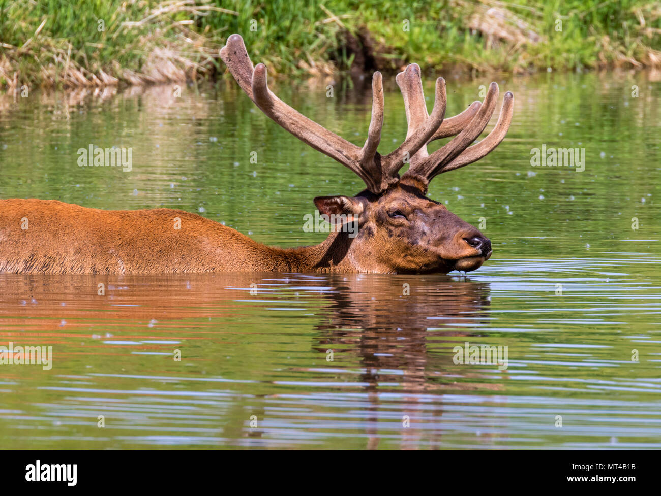 Maschio Alce americano (Cervus canadensis) a fare il bagno in un lago durante le calde giornate estive, Iowa, USA. Foto Stock