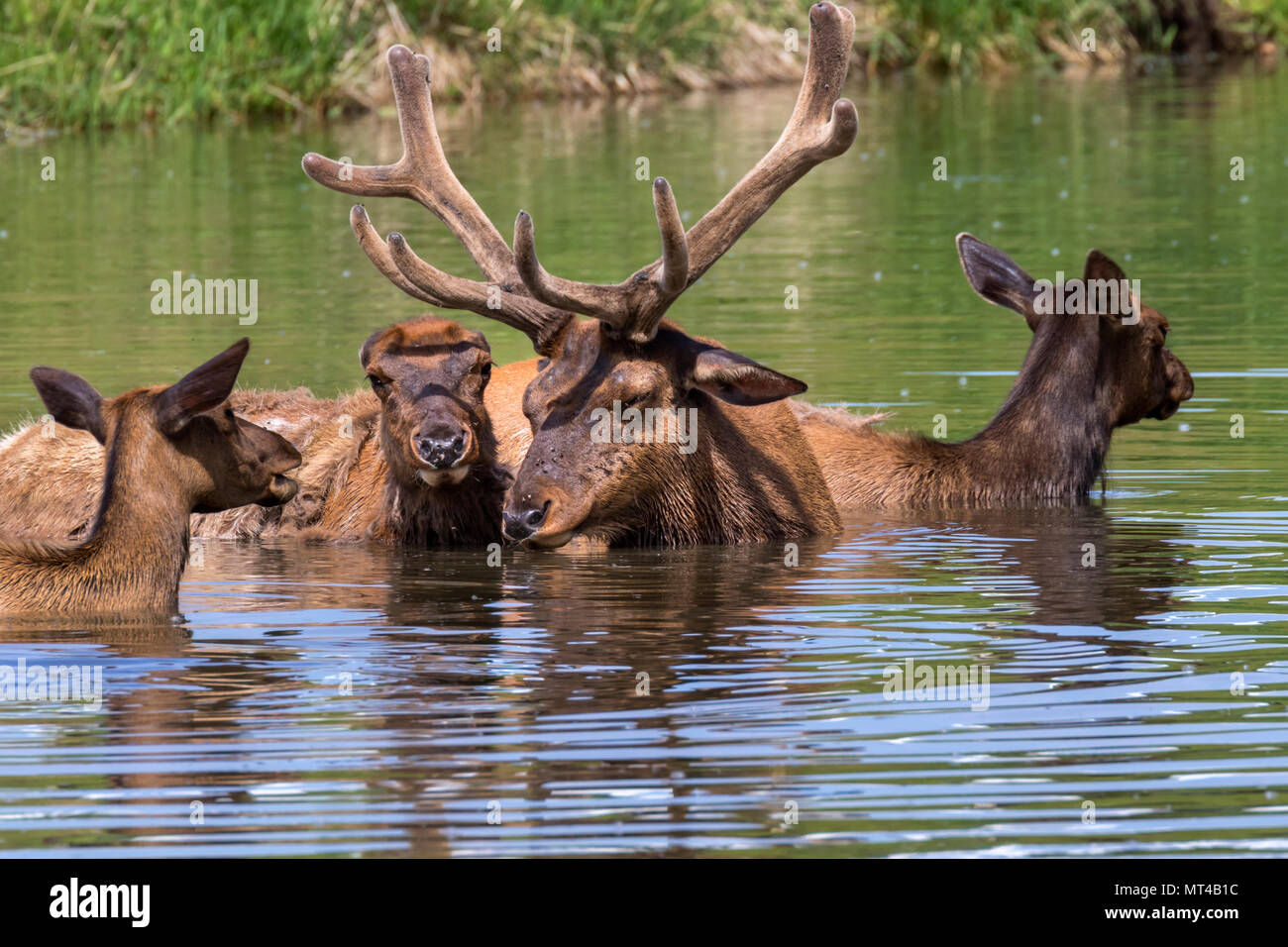 Un gruppo di famiglia di Alce americano (Cervus canadensis) a fare il bagno in un lago durante le calde giornate estive, Iowa, USA. Foto Stock