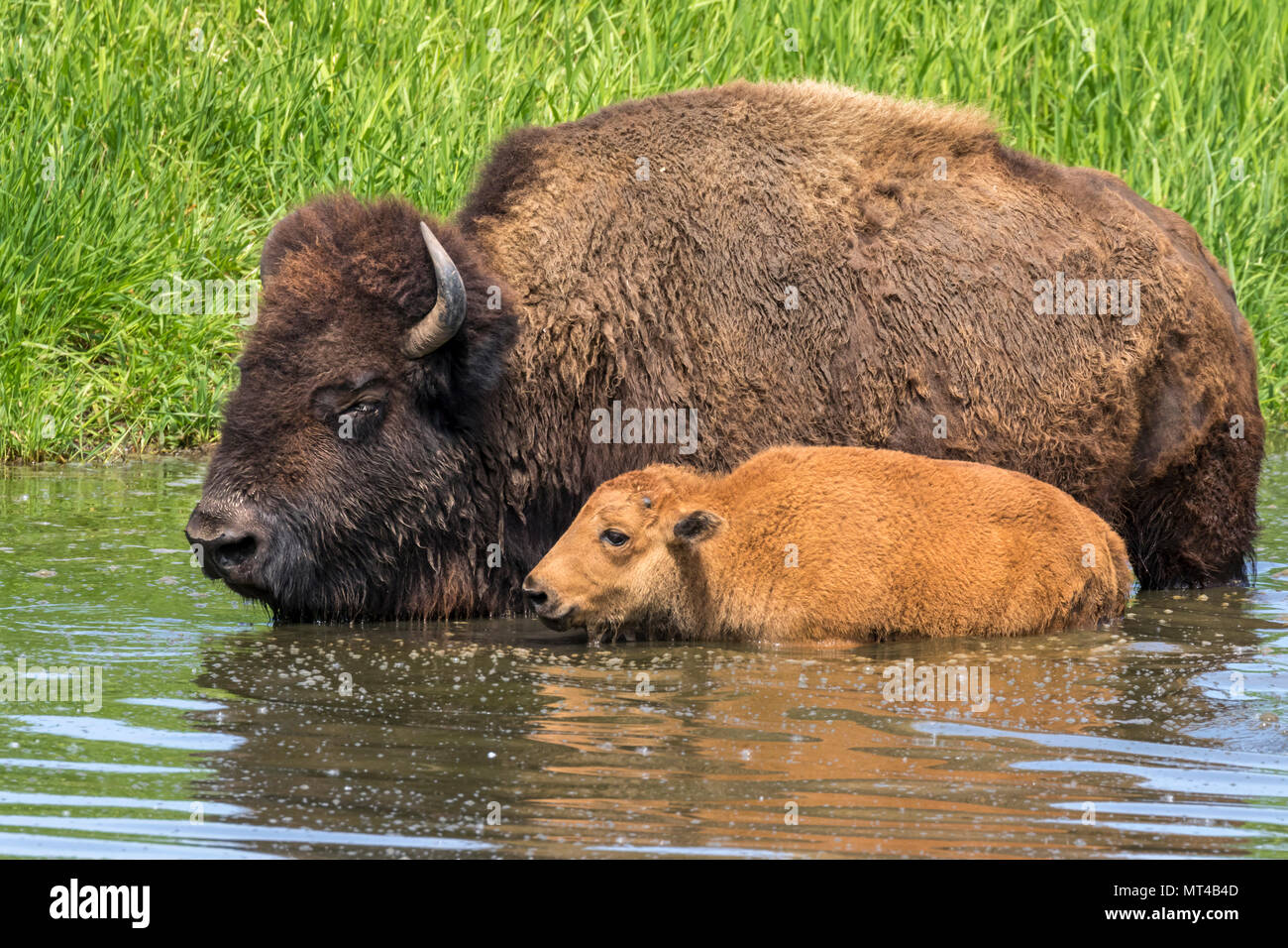 Mucca e vitello i bisonti americani (Bison bison) a fare il bagno in un lago durante le calde giornate estive, Iowa, USA. Foto Stock