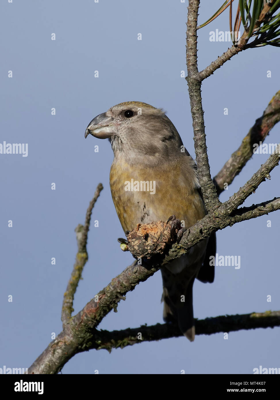 Parrot crossbill nel suo habitat naturale Foto Stock