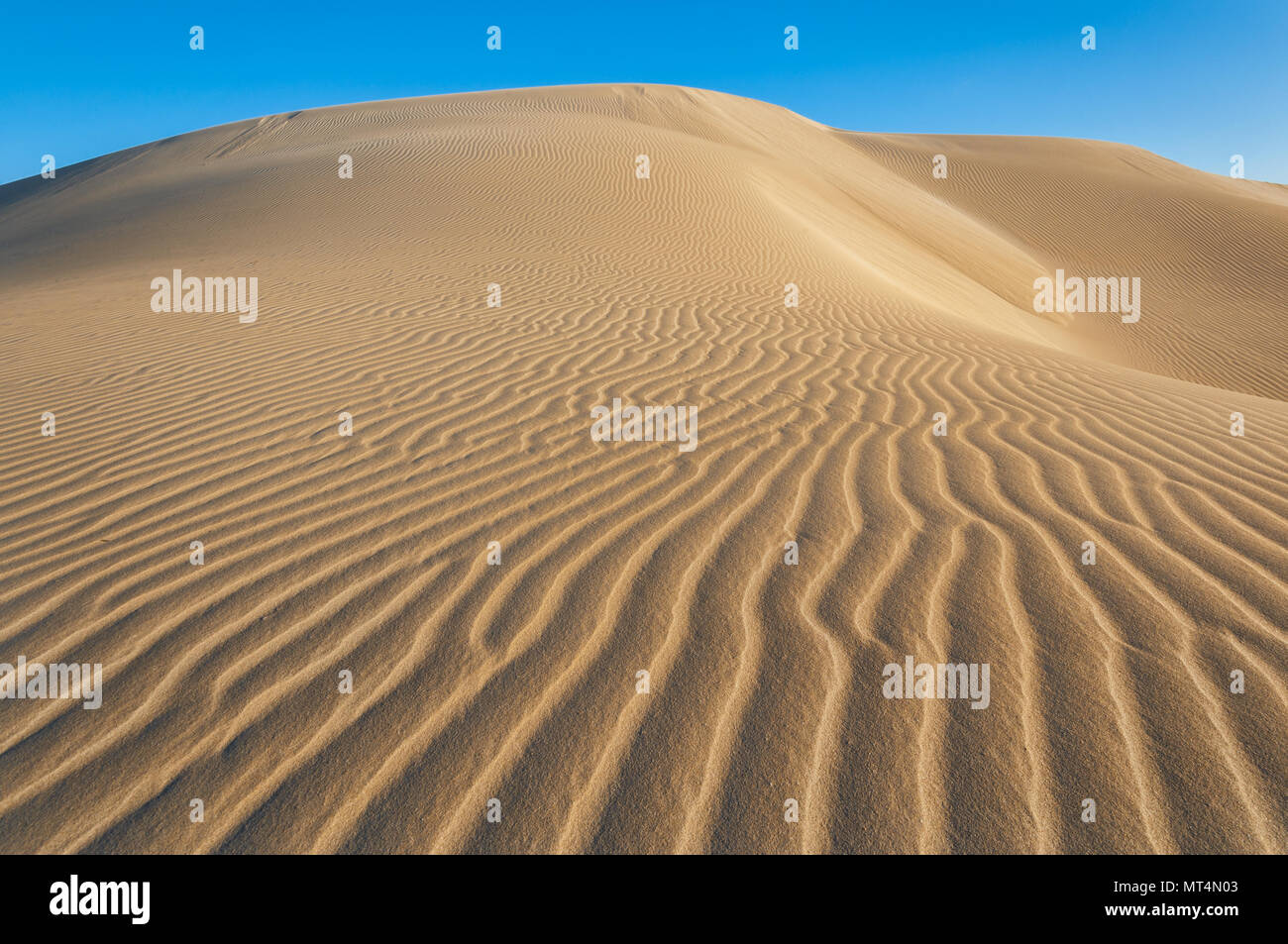 Modelli di sabbia nelle dune di Eucla. Foto Stock