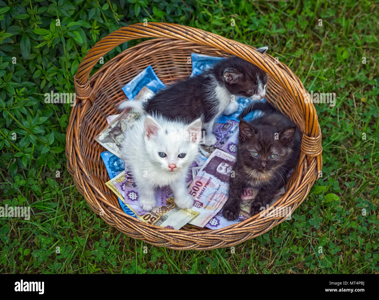 Tre gattini poco seduta nel cesto in vimini foderato con banconote in ungherese Foto Stock