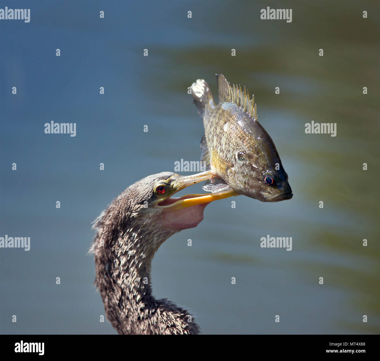 Anhinaga con un pesce ,close up Foto Stock