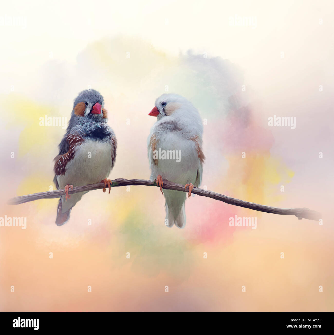 Chestnut-eared finch o Australian zebra finch la pittura ad acquerello Foto Stock