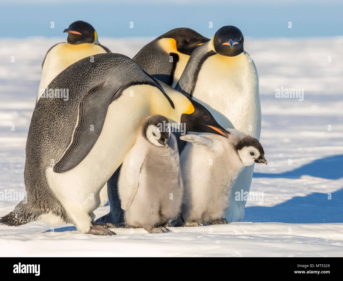 Pinguini imperatore con pulcini sulla congelati Mare di Weddell, Antartide Foto Stock