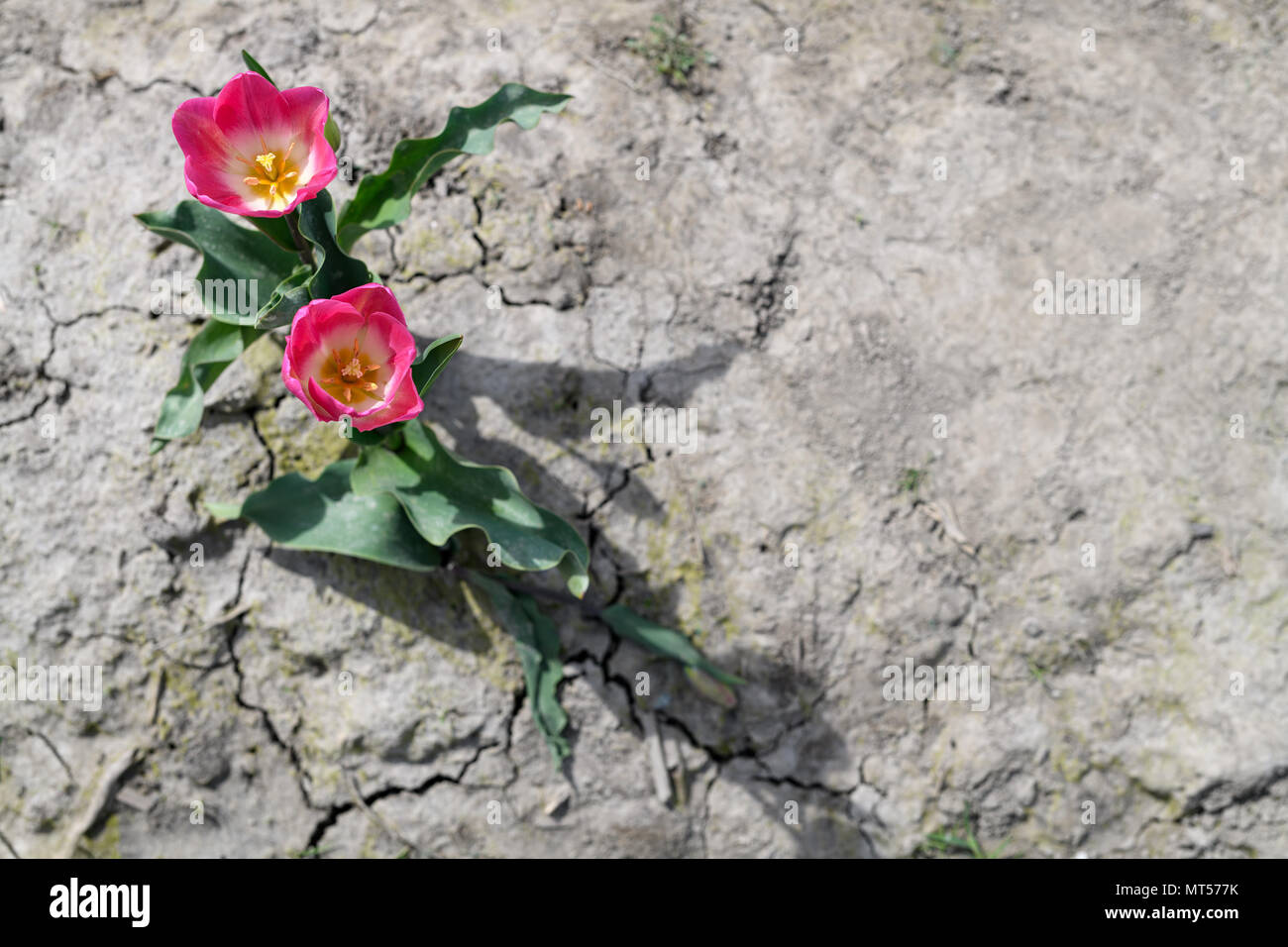 Concetto di immagine di una coppia o di un paio di tulipani in piedi da solo su un secche e screpolate terra di simbolizzazione che una coppia è sempre più forte insieme a un l Foto Stock
