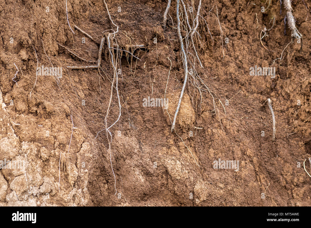 Strati di terreno suolo bagnato le radici nel suolo del profilo del suolo nelle zone di suolo Foto Stock