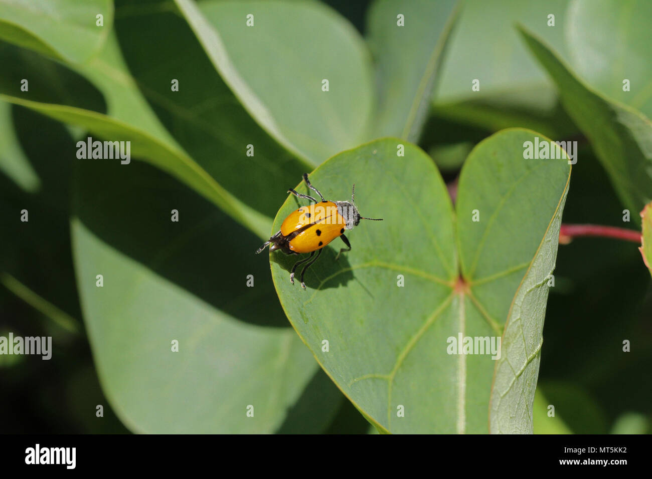 Quattro macchiato il coleottero di foglia o pioppo variante con sei punti clytra latina quadripunctata o chrysomela populi alimentazione su un albero di giuda leaf in Italia Foto Stock