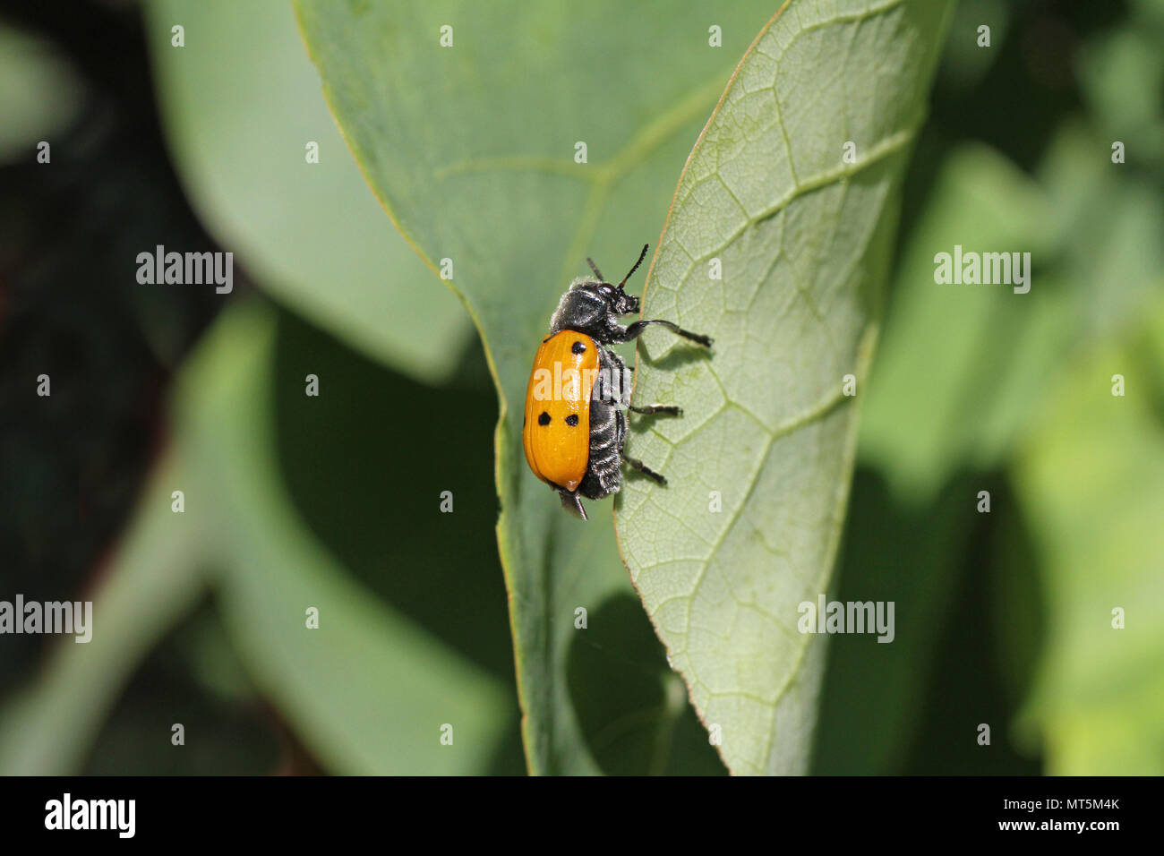 Quattro macchiato il coleottero di foglia o pioppo variante con sei punti clytra latina quadripunctata o chrysomela populi alimentazione su un albero di giuda leaf in Italia Foto Stock