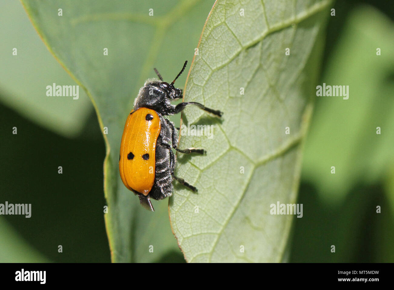 Quattro macchiato il coleottero di foglia o pioppo variante con sei punti clytra latina quadripunctata o chrysomela populi alimentazione su un albero di giuda leaf in Italia Foto Stock