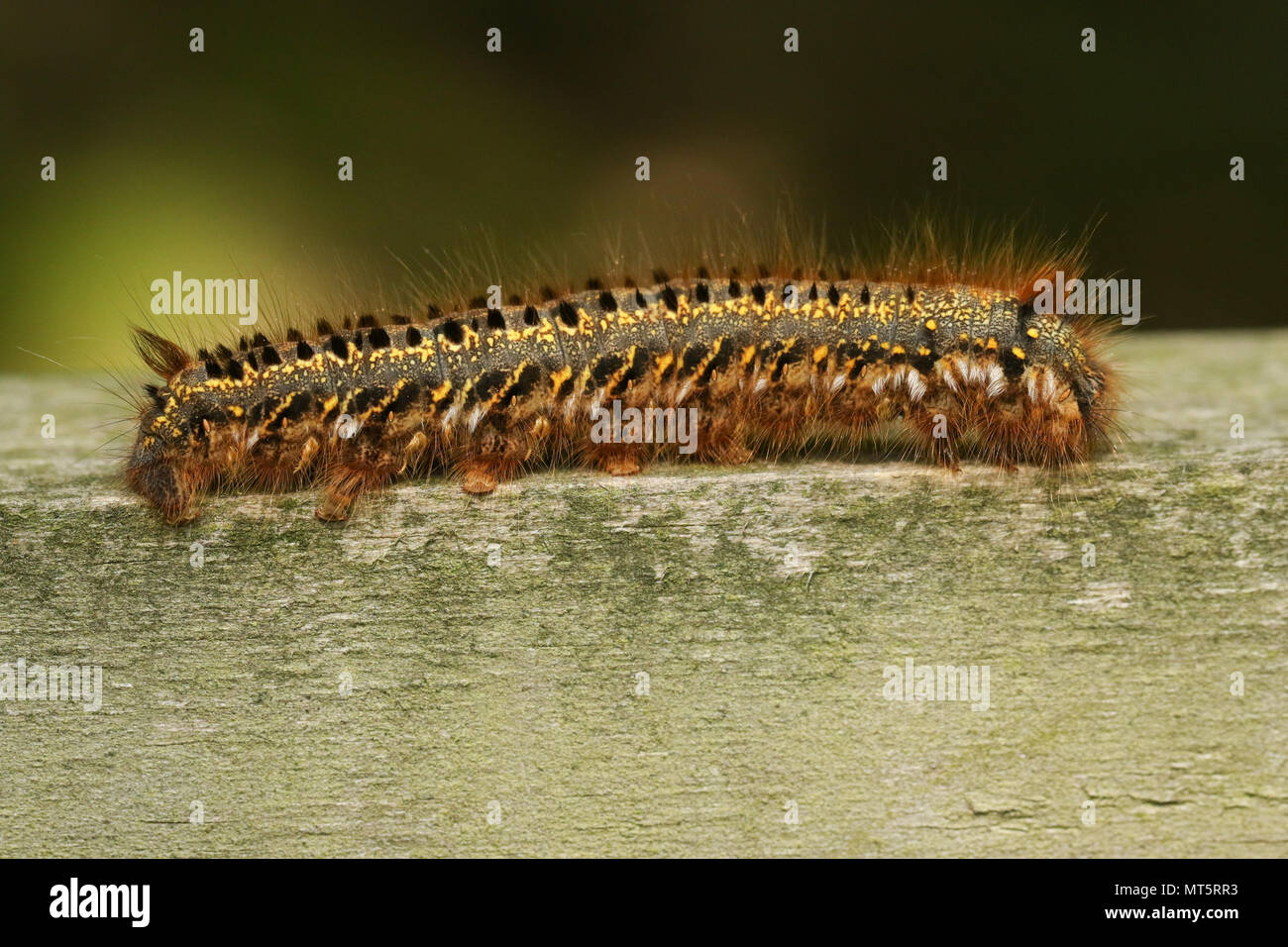 Un bevitore Moth Caterpillar (Euthrix potatoria) camminando lungo una recinzione di legno. Foto Stock