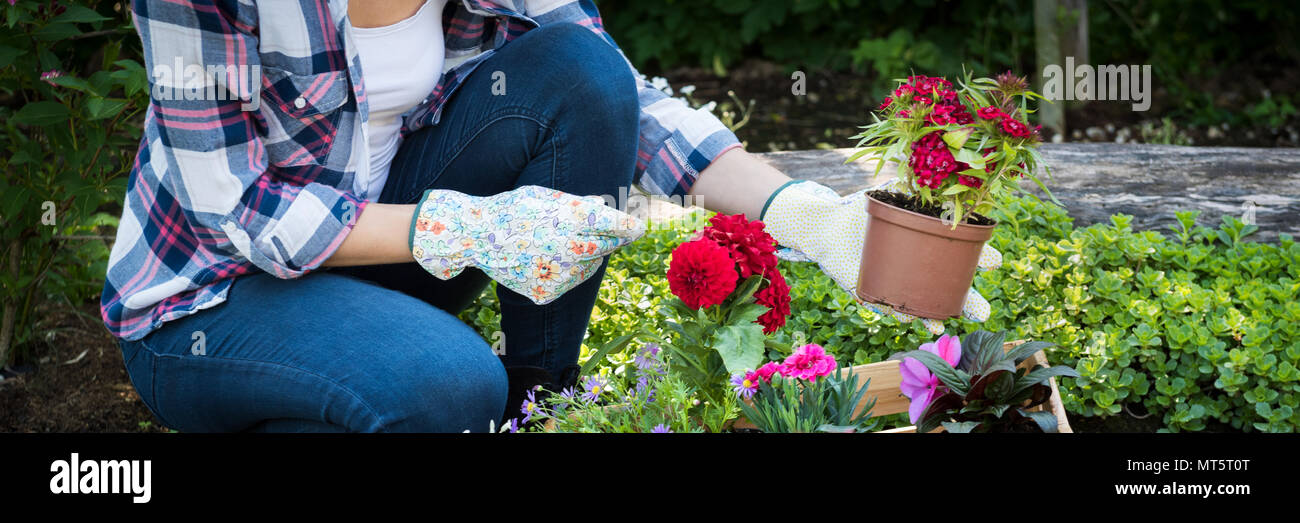 Irriconoscibile giardiniere femmina holding bel fiore pronto per essere piantato in un giardino. Concetto di giardinaggio. Giardino paesaggistico small business start up. Foto Stock