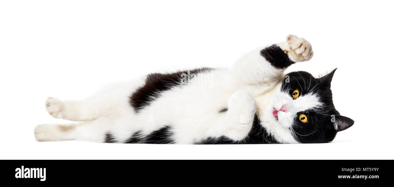 Razza Gatto sdraiato sul lato contro uno sfondo bianco Foto Stock