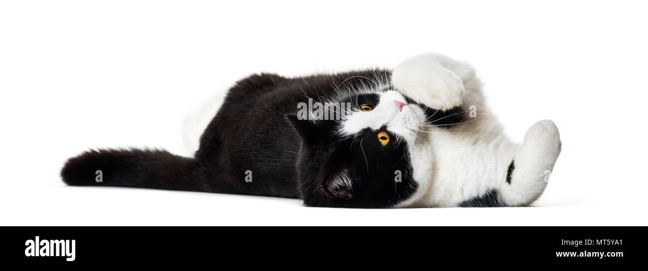 Razza Gatto sdraiato sul lato contro uno sfondo bianco Foto Stock