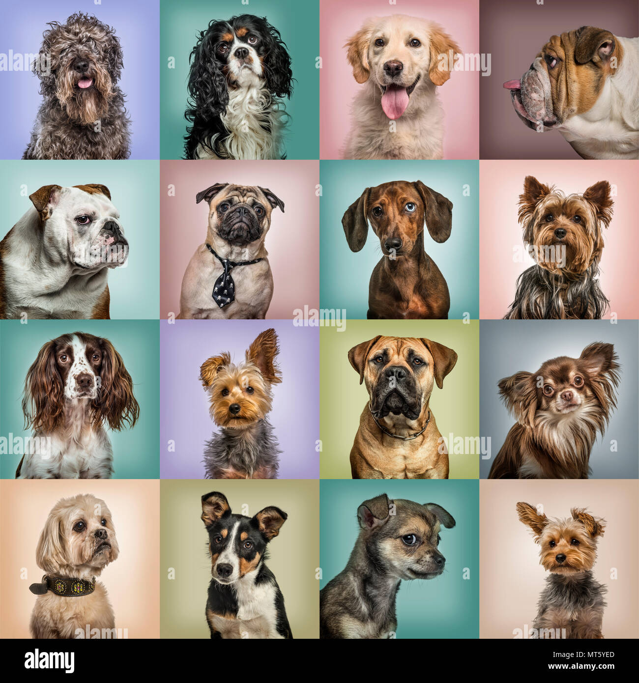 Composizione di cani contro sfondi colorati Foto stock - Alamy