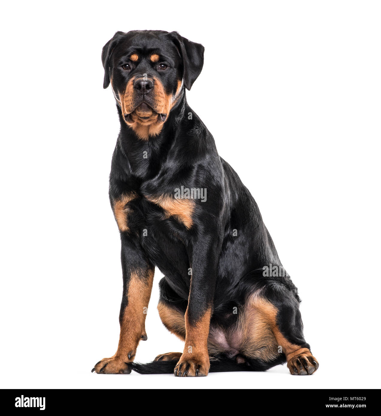 Rottweiler dog sitter contro uno sfondo bianco Foto Stock