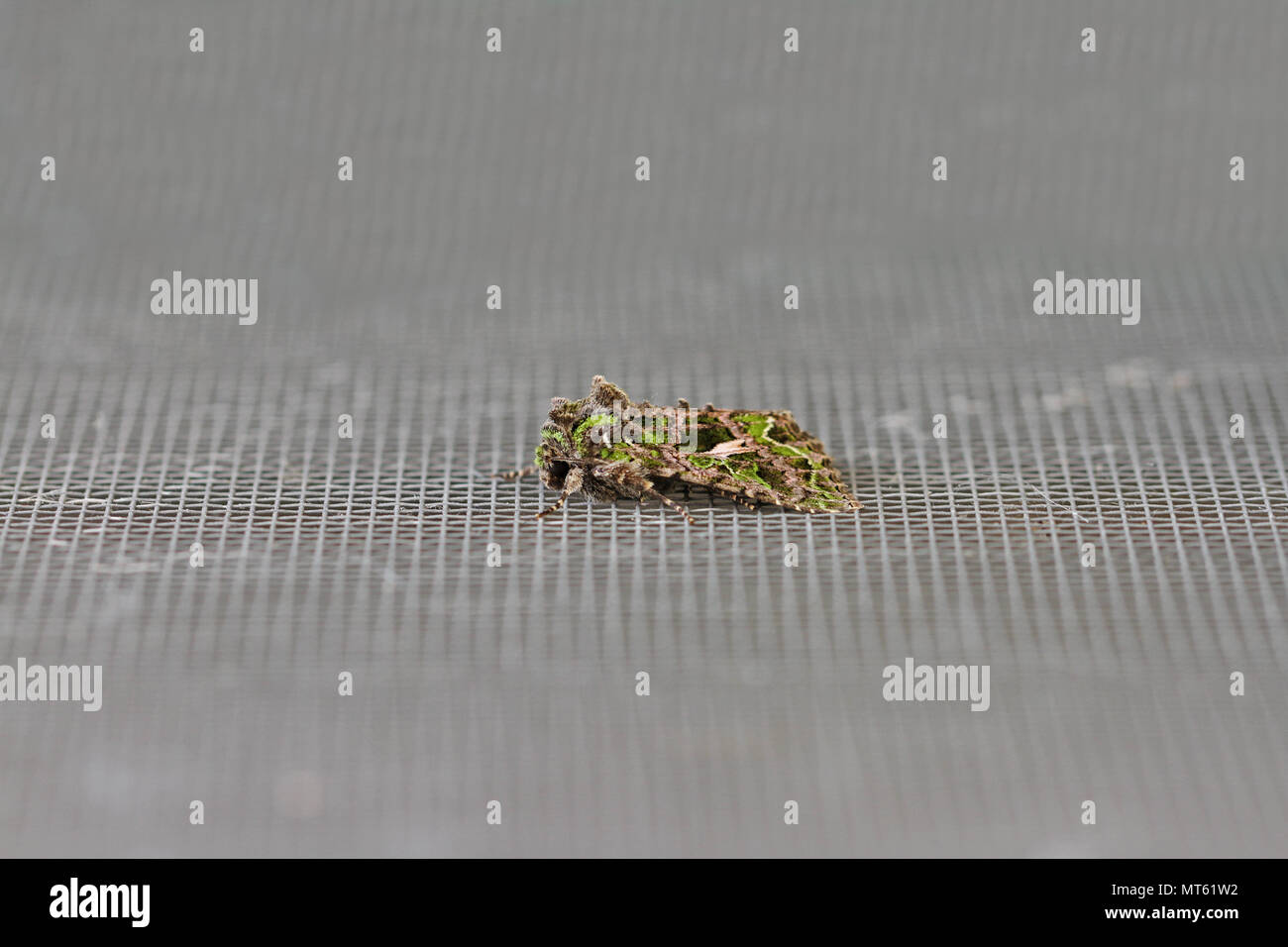 Orache moth latino atriplicis trachea di un tipo di falena noctuid a riposo su uno schermo porta in Italia una falena continentale raramente visto nel territorio continentale del Regno Unito Foto Stock