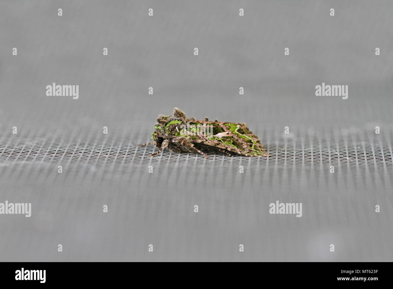 Orache moth latino atriplicis trachea di un tipo di falena noctuid a riposo su uno schermo porta in Italia una falena continentale raramente visto nel territorio continentale del Regno Unito Foto Stock