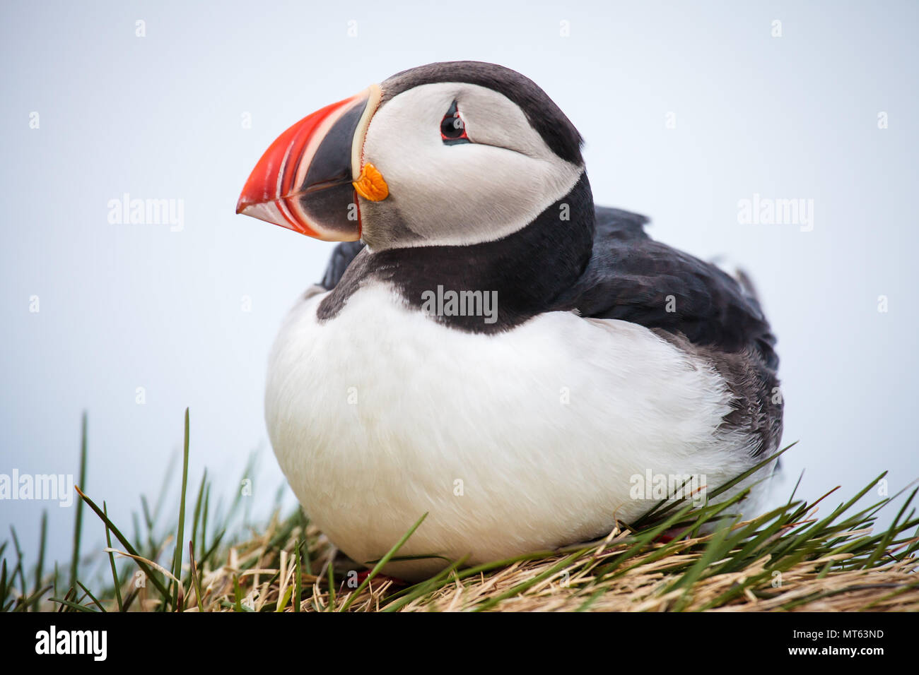 Foto di cornuto islandese Puffin Islanda Latrabjarg cape Foto Stock