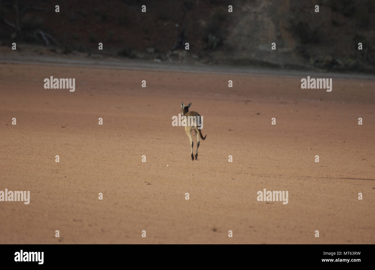 Un occidentale Canguro grigio limiti di distanza, Western Australia. Foto Stock