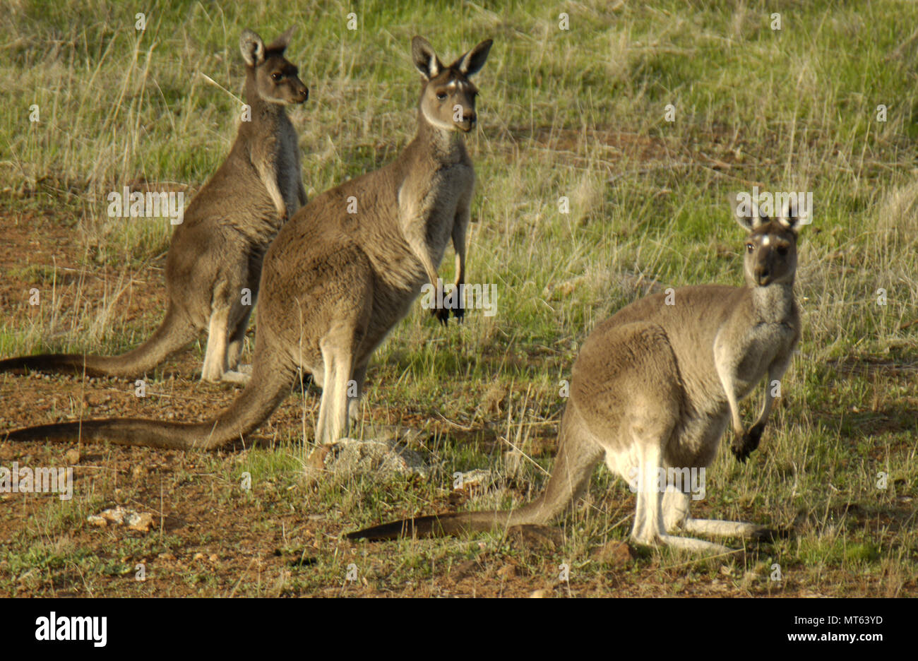 Tre canguri grigi occidentali (Macropus fuliginosus) in piedi in posizione erbosa, nell'entroterra dell'Australia Occidentale. Una donna davanti porta un joey Foto Stock