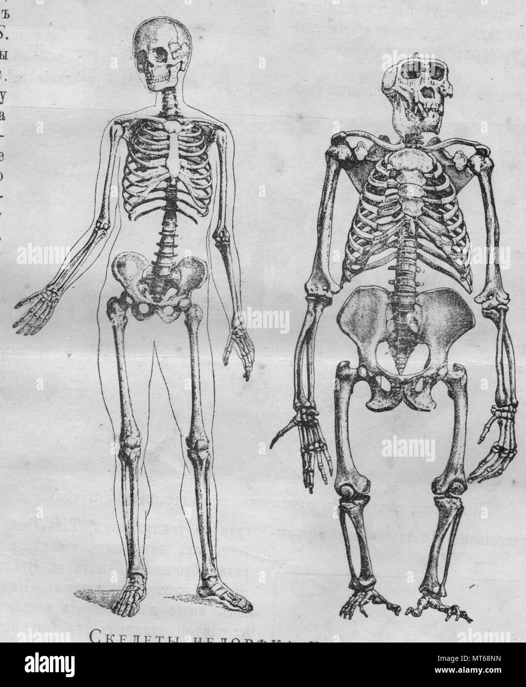 Scheletri di gorilla e uomo.Vintage illustrazioni incise. Pubblicato nella rivista nel 1900. Foto Stock