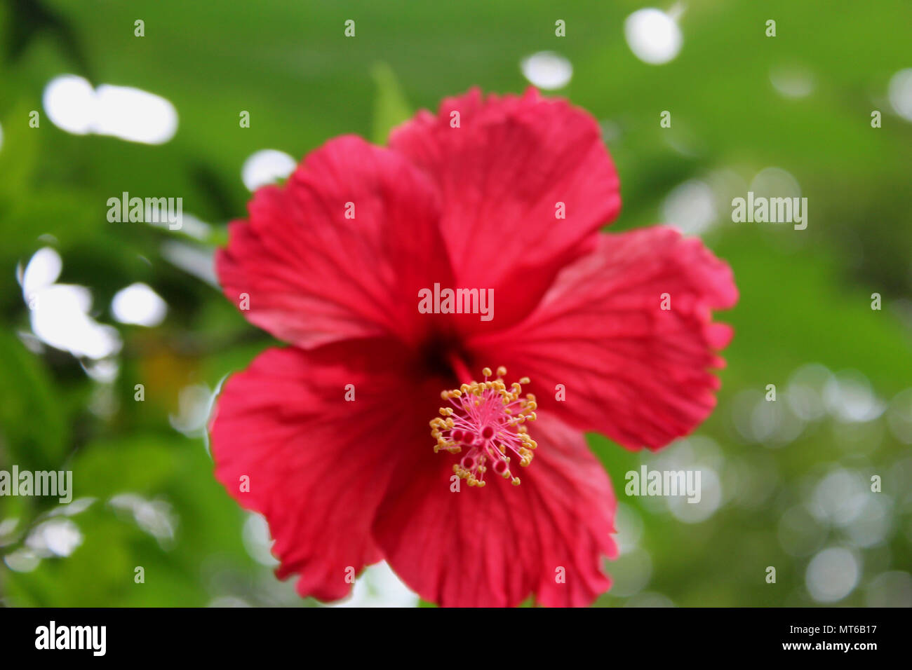 Tropical rosso bello fiori di ibisco con foglie Closeup,la fotografia macro Foto Stock