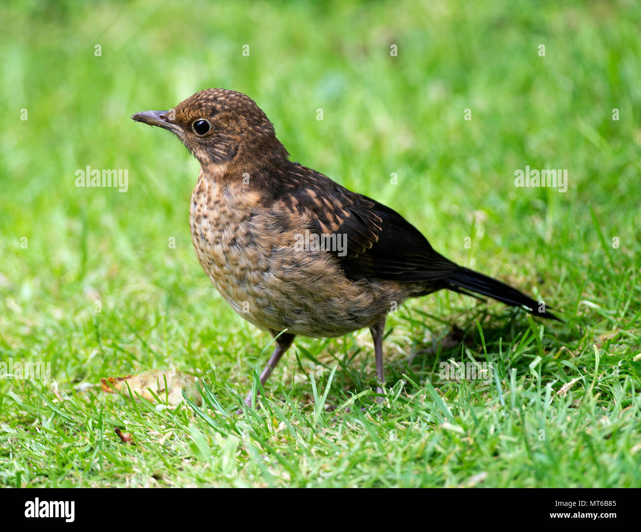 Un giovane neonata Blackbird alimentazione su un prato in un giardino in Alsager Cheshire England Regno Unito Regno Unito Foto Stock