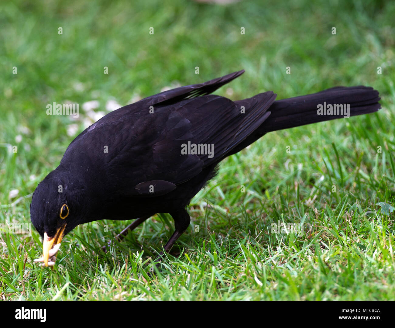 Un maschio adulto Blackbird la raccolta di semi di girasole Semi di cuore per la alimentazione di un bambino su un prato in un giardino in Alsager Cheshire England Regno Unito Regno Unito Foto Stock