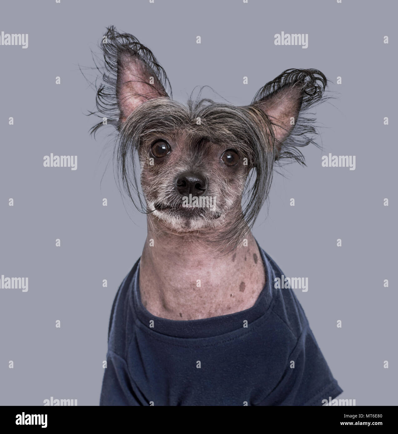 Chinese Crested Dog , 5 anni, in blu abbigliamento contro uno sfondo grigio Foto Stock